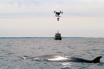 Photo credit; Laura Howes; permit #18059 Issued by the National Marine Fisheries Service