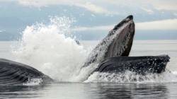 Photo credit Whale Watch Alaska