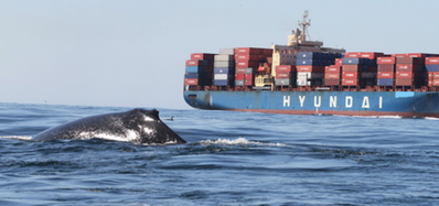 (Photo: Whale Alert ©John Calambokidis)
