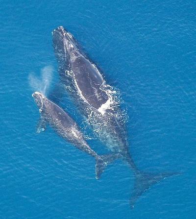 Right whale & calf: Photo CCL