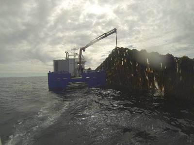 Seaweed harvesting: Photo SES