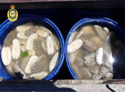 Seized sea cucumbers courtesy of ABF