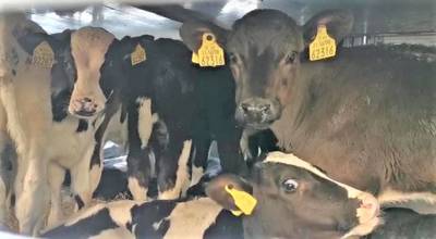 Source: Ethical Farming Ireland