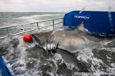 Tagging Lydia: Photo credit OCEARCH