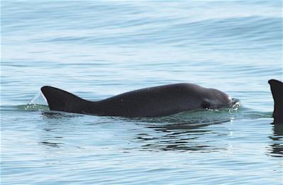 Vaquita species has been described as the world's rarest marine mammal - Credit: SEMARNAT/Flickr - Public Domain License