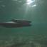 British firm SubSea Craft is building a new diver delivery unit, the VICTA Class, which will have Vigilant onboard. (Image: SubSea Craft)