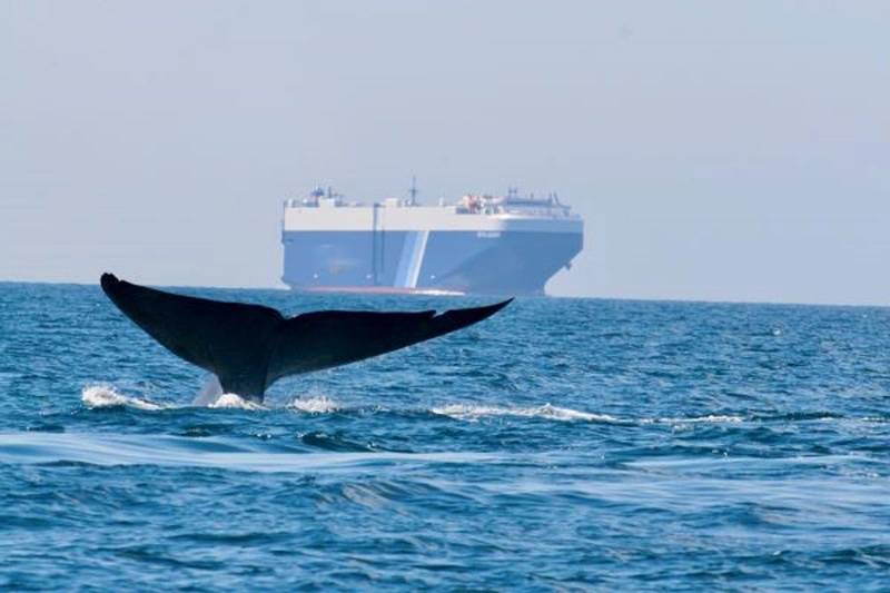 New Whale Protections To Impact Shipping Lanes Off