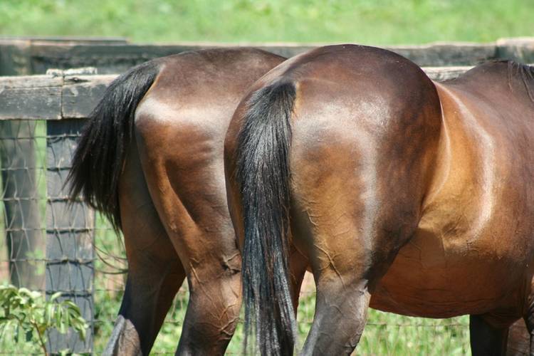 It almost boggles the mind that the success of the ISO container is effectively based on only one standard: 8 feet wide. The 8 foot standard (basically railroad car and truck widths, which are mythically reported to be related to the width of two horse’s asses)
Copyright Jim Mills/AdobeStock