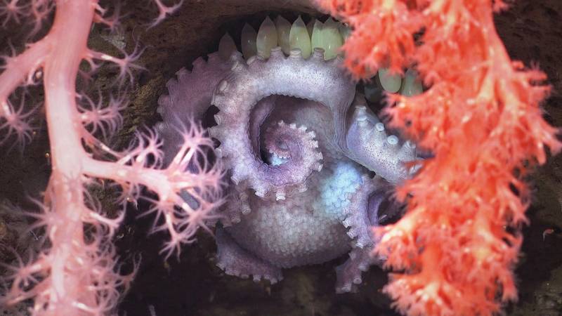 A brooding mother octopus shelters her eggs behind two different types of corals. The image was made by pilots using a robot to explore the north wall of the Mar Del Plata submarine canyon in Argentina, as part of a scientific expedition. The deepest point is over 3,500 meters – twice as deep as the Grand Canyon. The science team documented rich biodiversity, including deep-sea coral reef environments filled with sea anemones, sea cucumbers, sea urchins, snails, and others.
Image courtesy Schmid