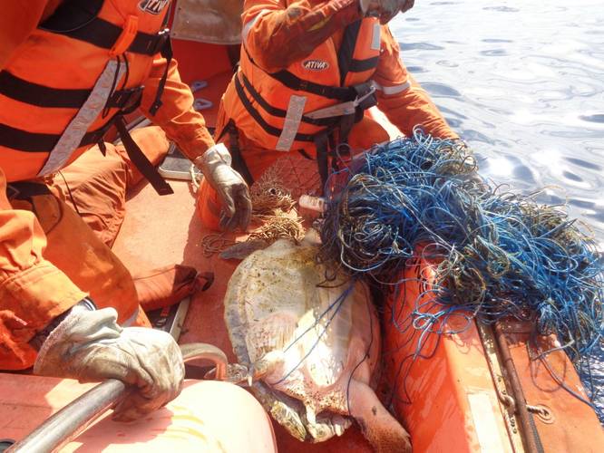 Cidade de Rio das Ostras Rescuers untangling the sea turtle from the net (Photo: Teekay)