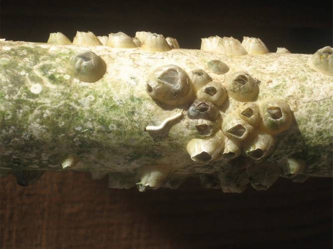 Control Test Article A (no coating). Note that the dense ringlet pattern around the developed adult barnacles on this section of test article A. There is no coating. The surface is PVC pipe. Many juveniles failed to develop, but quite a few did bond well and reach adulthood, leading to the conclusion that all barnacles are not created equal. Photo: Courtesy APV Engineered Coatings