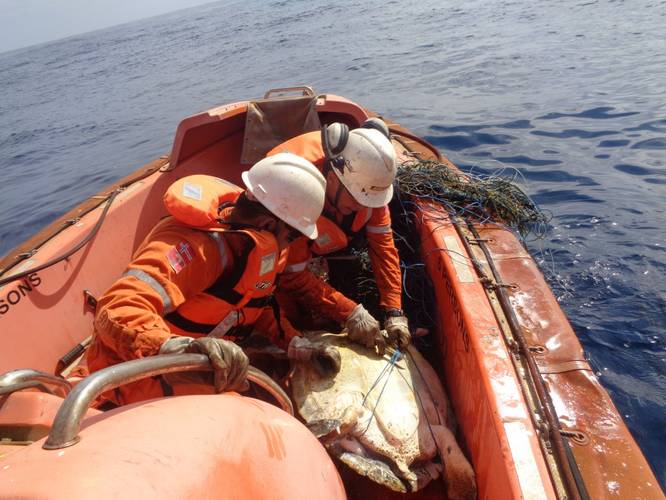 Freeing the sea turtle (Photo: Teekay)