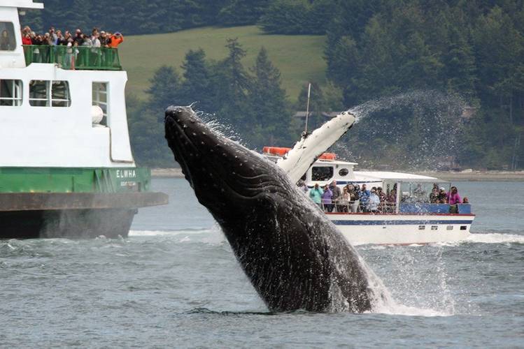 Humpback whale breaching next to state ferry in San Juan Island. Photo: Justine Buckmaster