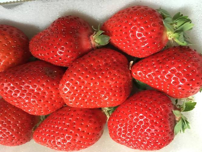 Japanese strawberries arriving in Hong Kong after being shipped from Hakata using APL’s SMARTcare+ reefer solution (Photo: APL)