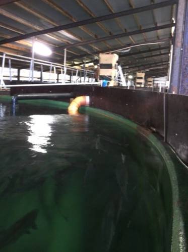 One of the many tanks where salmon are bred at Stofnfiskur