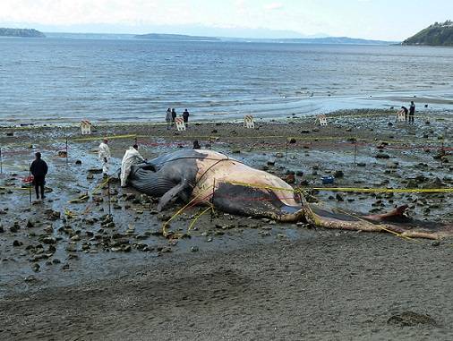 Photo: Global Diving & Salvage