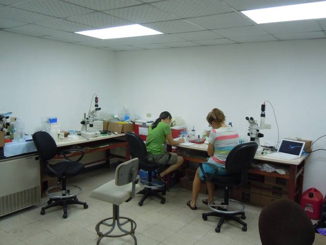 Researchers examining tuna embryos at the Achotines Laboratory in Panama. (Image: John Incardona, NOAA)