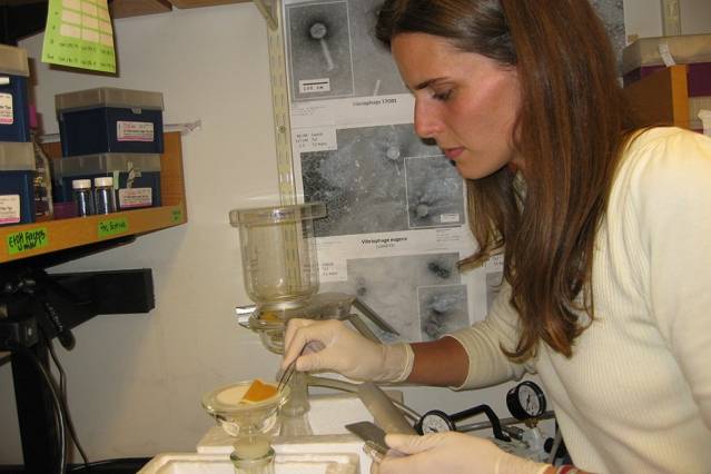 Postdoc Kathryn Kauffman processes seawater samples in the lab to extract the bacteria-infecting viruses they contain. (Image: Alison Takemura)