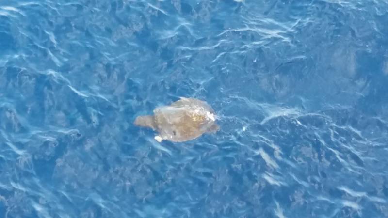 The turtle is freed from the fishing net and swimming away into the waves (Photo: Teekay)