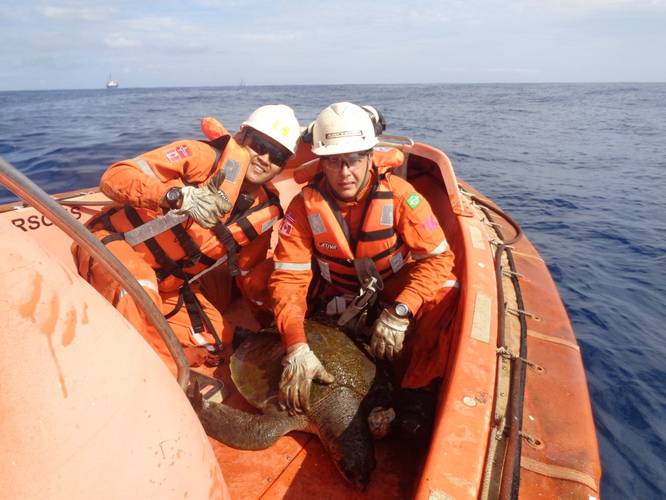 A free turtle – mission accomplished (Photo: Teekay)