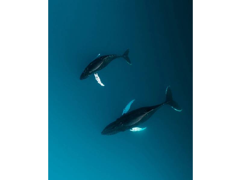 Two Humpback whales (Megaptera