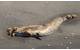 Bears feeding on a fin whale carcass in Larson Bay, Alaska, near Kodiak. Credit: NOAA