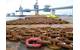 Chains and anchors at Onahama port
