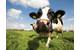 Forget Marine Engines ... Regulate Cow Belching While much attention is paid to commercial ship and boat powertrains, perhaps regulators should turn attention to cows when it comes to methane production, as cattle belch methane accounts for 16% of the world’s annual methane emissions.