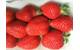 Japanese strawberries arriving in Hong Kong after being shipped from Hakata using APL’s SMARTcare+ reefer solution (Photo: APL)